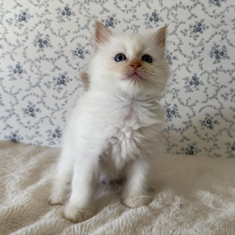 販売中の茨城県のサイベリアン-138879の4枚目