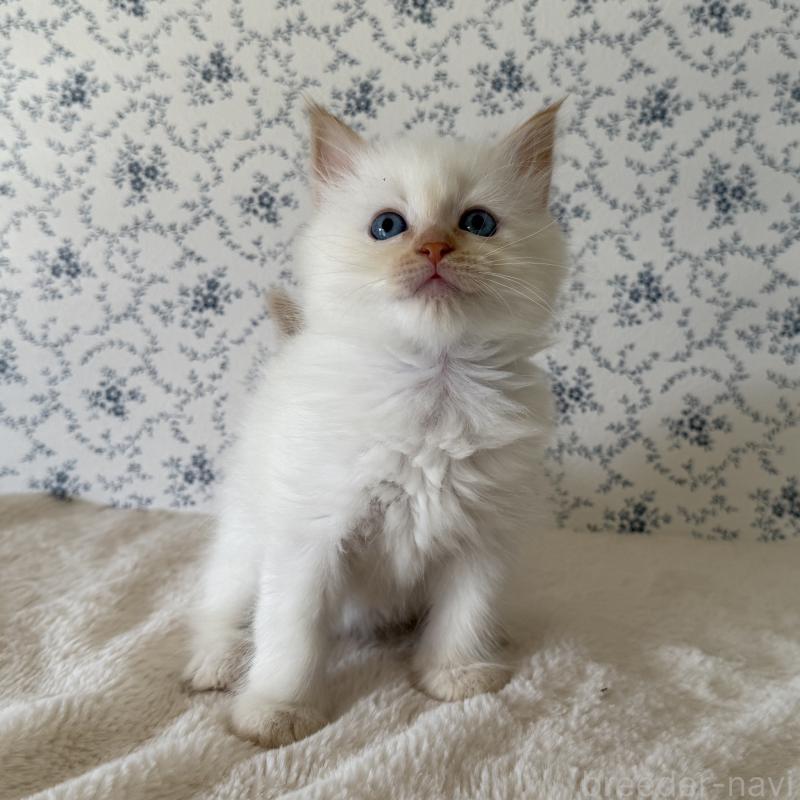 販売中の茨城県のサイベリアン-138879の3枚目