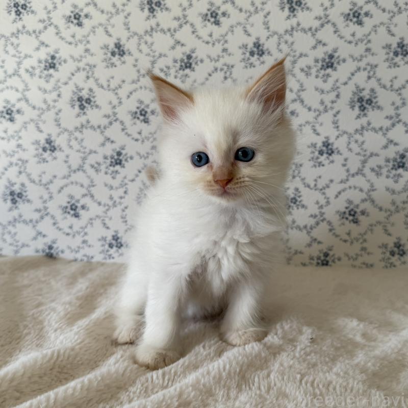 販売中の茨城県のサイベリアン-138879の2枚目