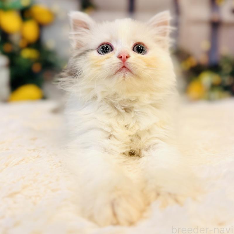 販売中の岐阜県のサイベリアン-138695