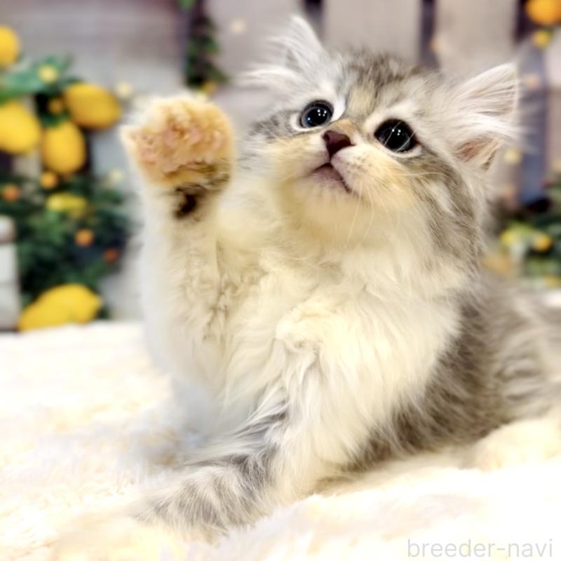 販売中の岐阜県のサイベリアン-138693