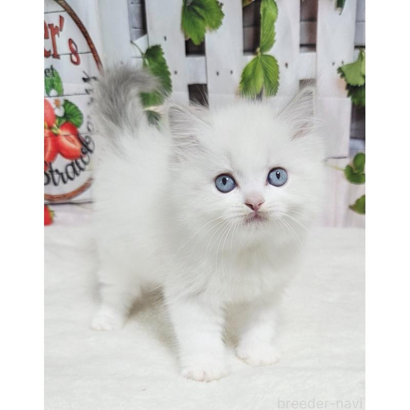 販売中の奈良県のラグドール-138064