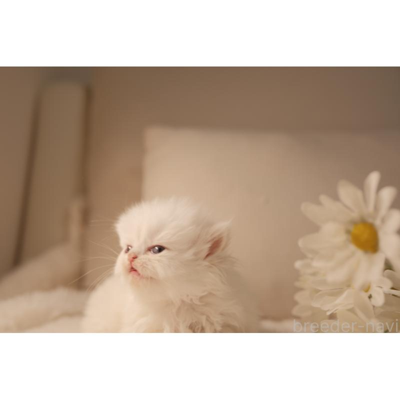 販売中の東京都のブリティッシュロングヘア-138373の9枚目