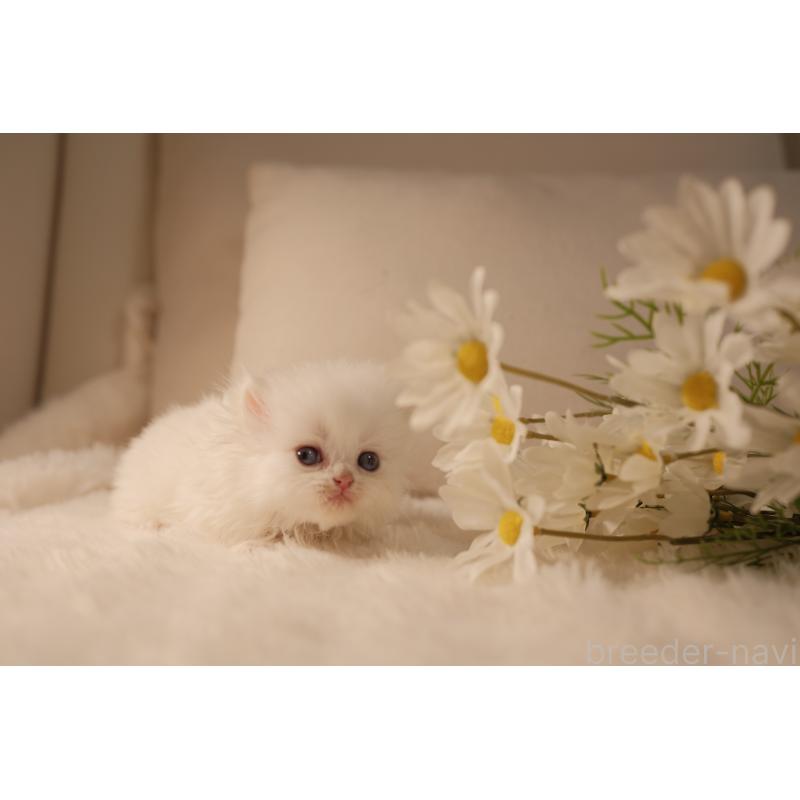 販売中の東京都のブリティッシュロングヘア-138373の8枚目