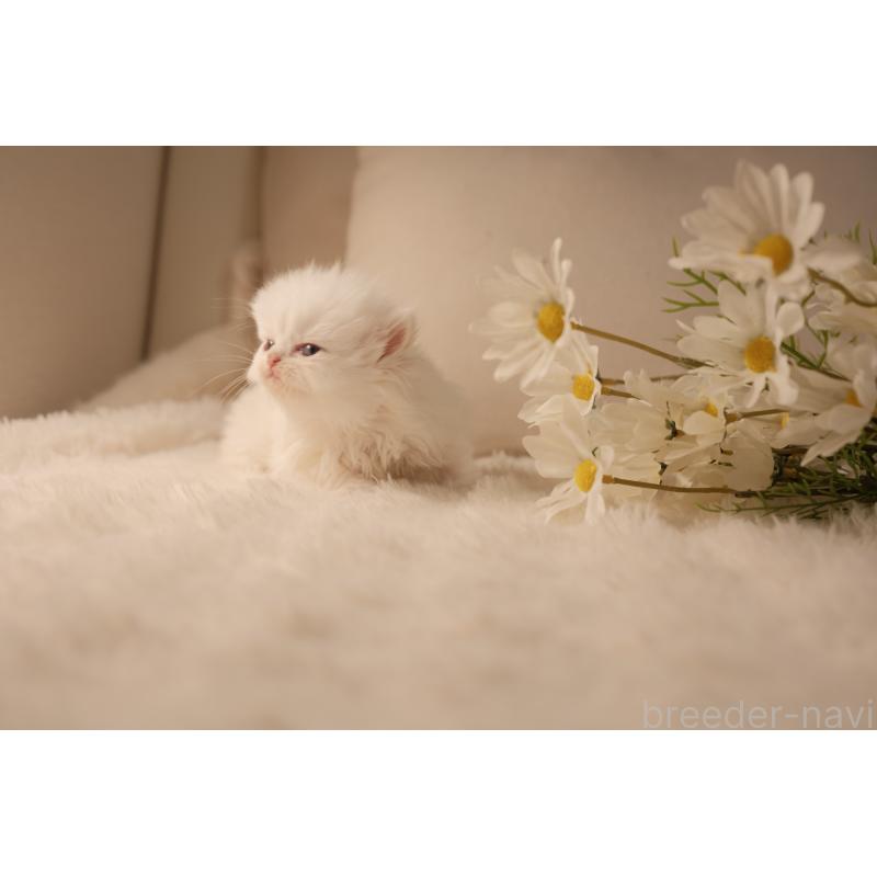 販売中の東京都のブリティッシュロングヘア-138373の7枚目