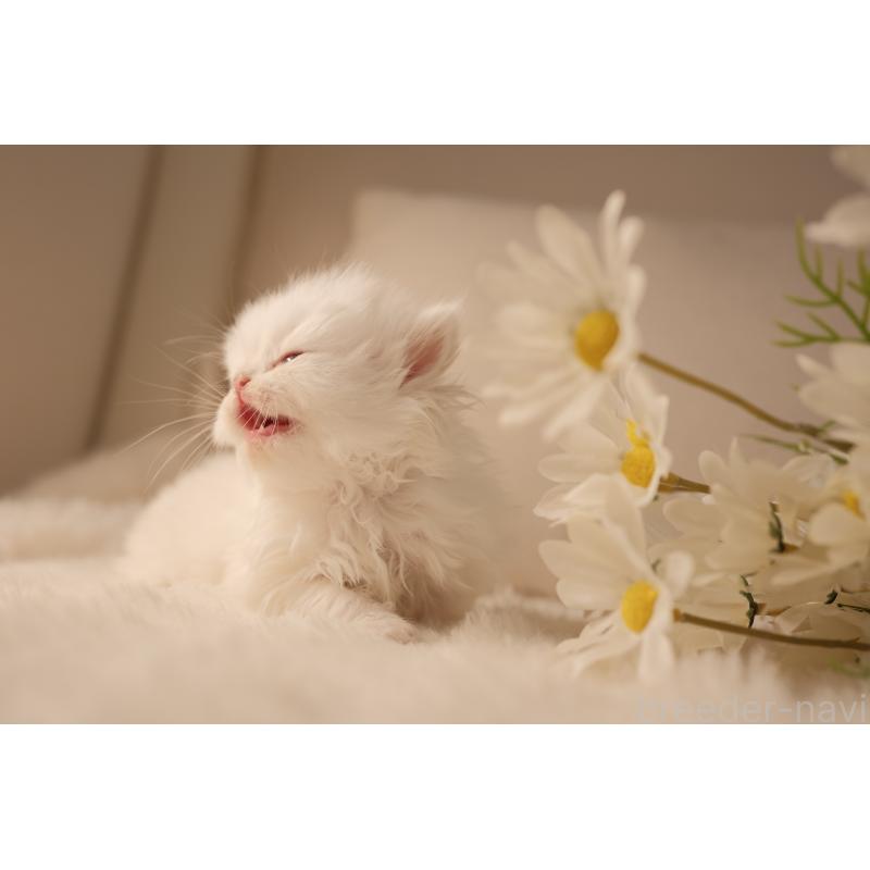 販売中の東京都のブリティッシュロングヘア-138373の6枚目