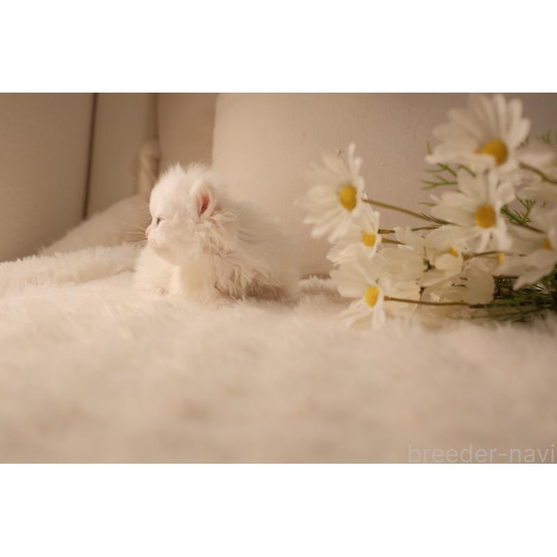 販売中の東京都のブリティッシュロングヘア-138373の5枚目