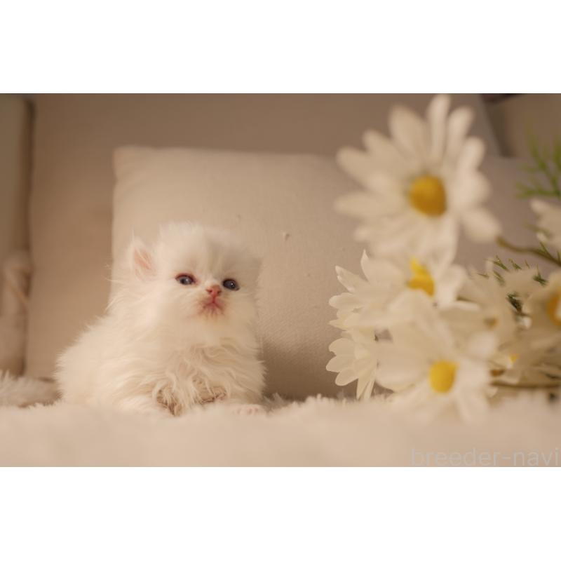 販売中の東京都のブリティッシュロングヘア-138373の4枚目