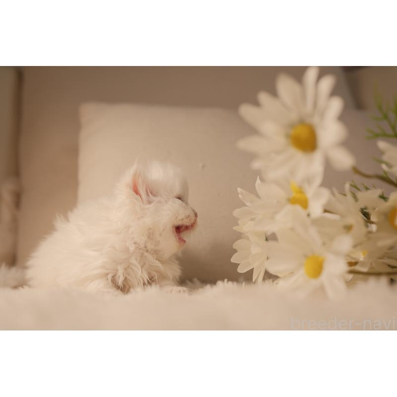 販売中の東京都のブリティッシュロングヘア-138373の3枚目