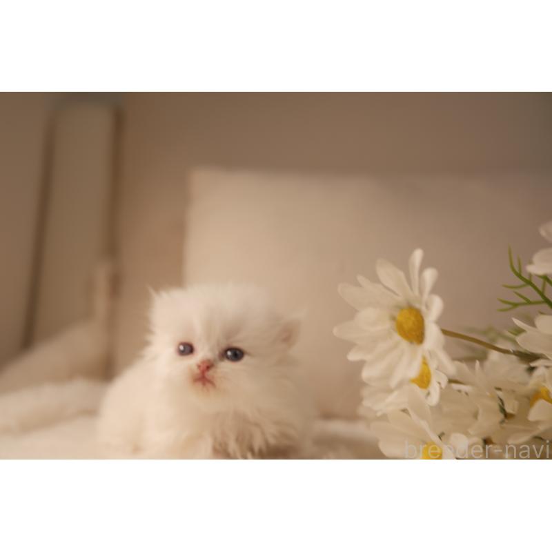 販売中の東京都のブリティッシュロングヘア-138373の2枚目