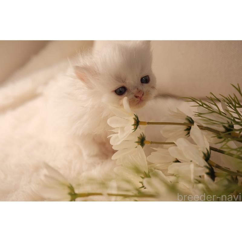 販売中の東京都のブリティッシュロングヘア-138374の13枚目