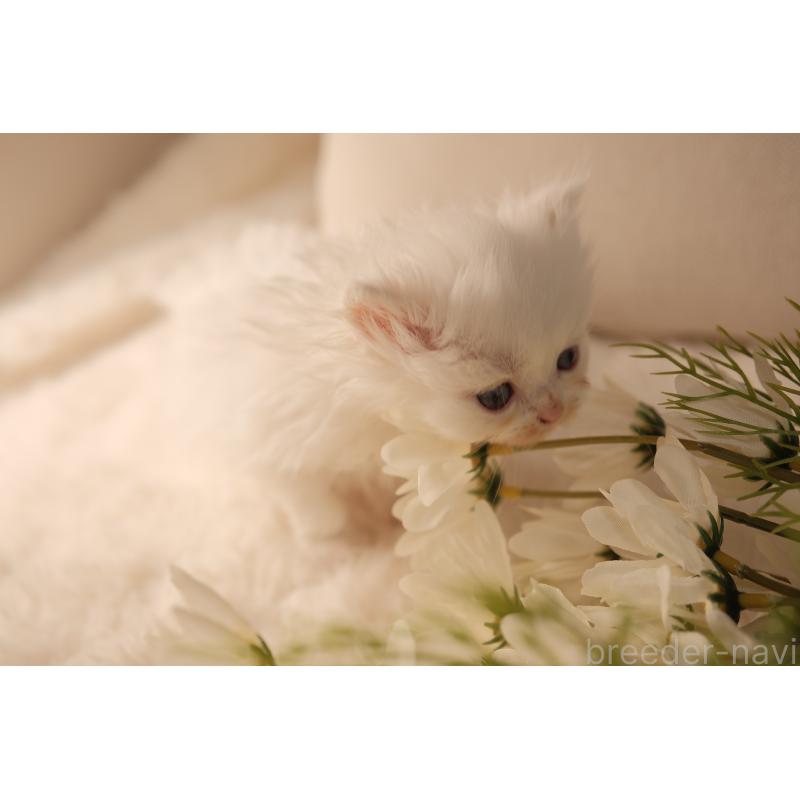 販売中の東京都のブリティッシュロングヘア-138374の12枚目