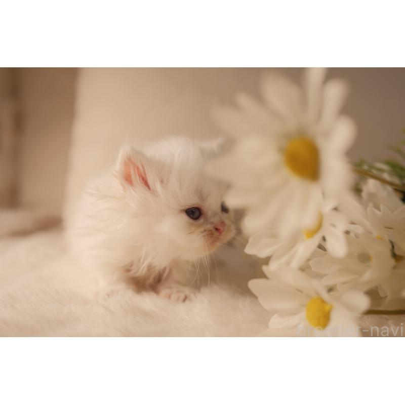 販売中の東京都のブリティッシュロングヘア-138374の11枚目