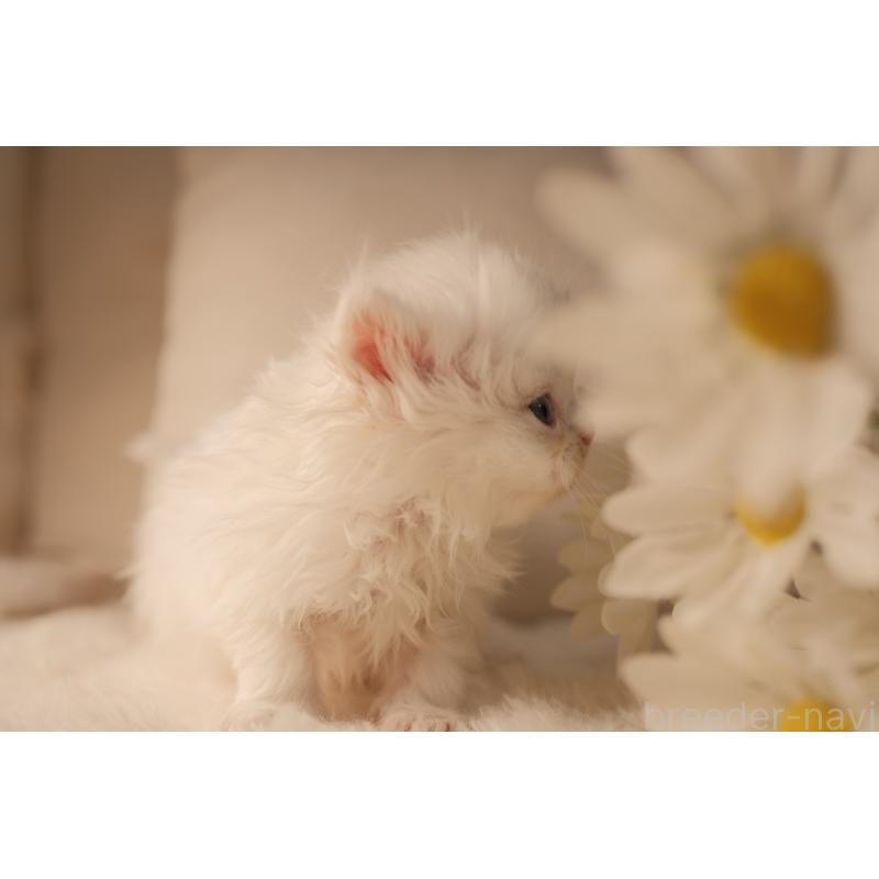 販売中の東京都のブリティッシュロングヘア-138374の10枚目