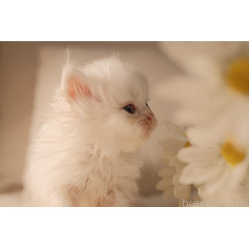 販売中の東京都のブリティッシュロングヘア-138374の9枚目