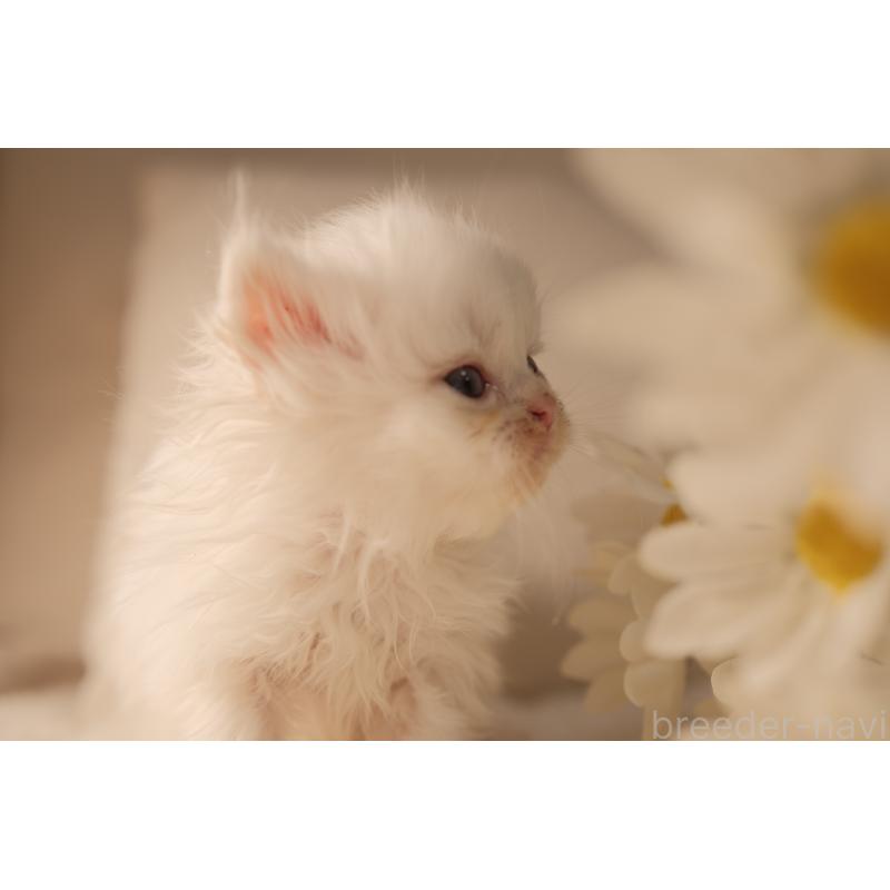 販売中の東京都のブリティッシュロングヘア-138374の8枚目