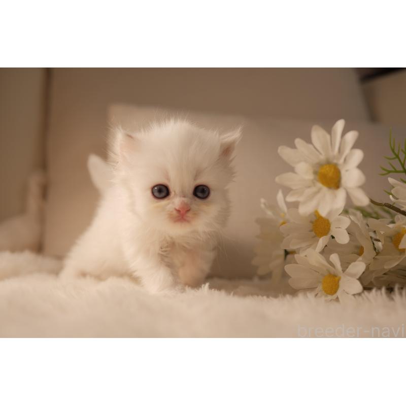 販売中の東京都のブリティッシュロングヘア-138374の7枚目