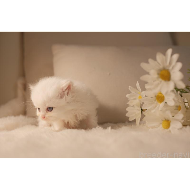 販売中の東京都のブリティッシュロングヘア-138374の6枚目