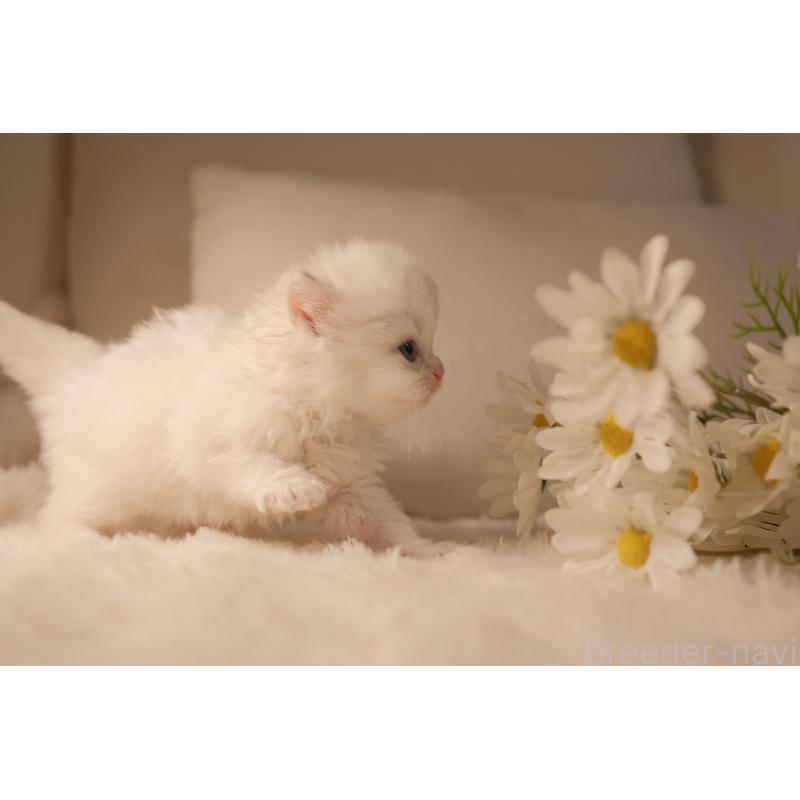 販売中の東京都のブリティッシュロングヘア-138374の5枚目