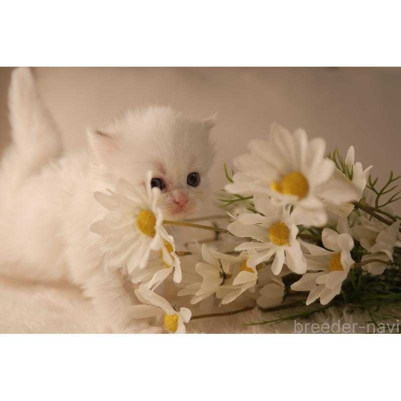 販売中の東京都のブリティッシュロングヘア-138374の4枚目