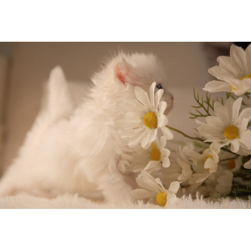 販売中の東京都のブリティッシュロングヘア-138374の3枚目