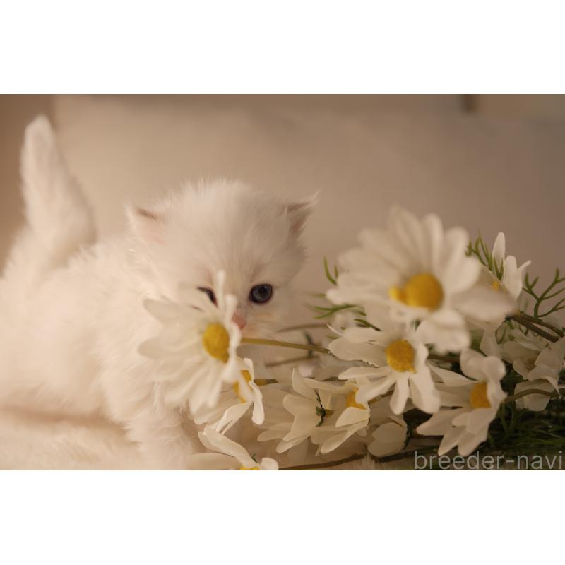 販売中の東京都のブリティッシュロングヘア-138374の2枚目