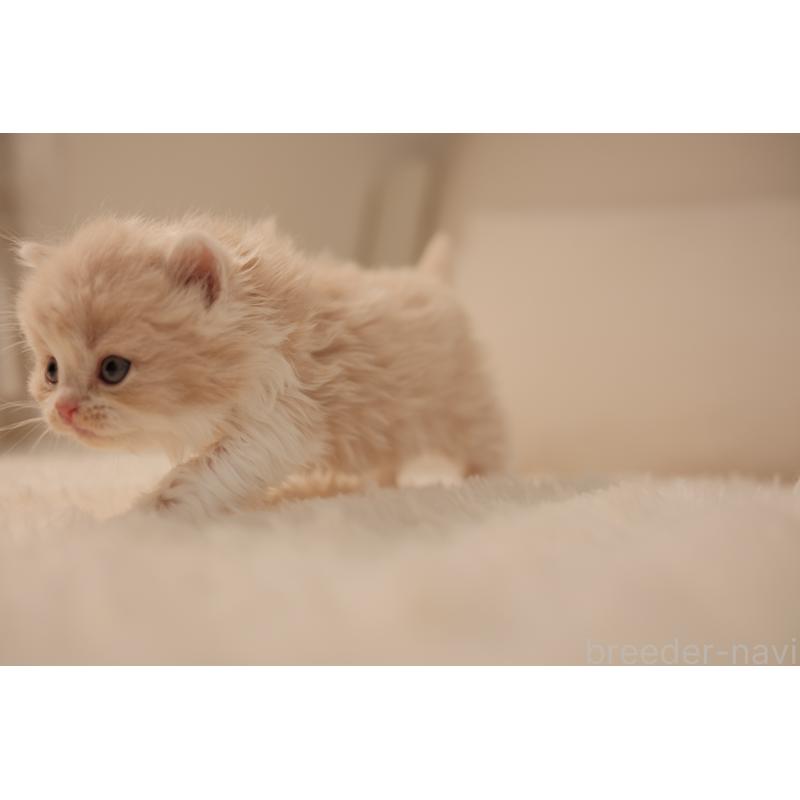 販売中の東京都のブリティッシュロングヘア-138367の9枚目