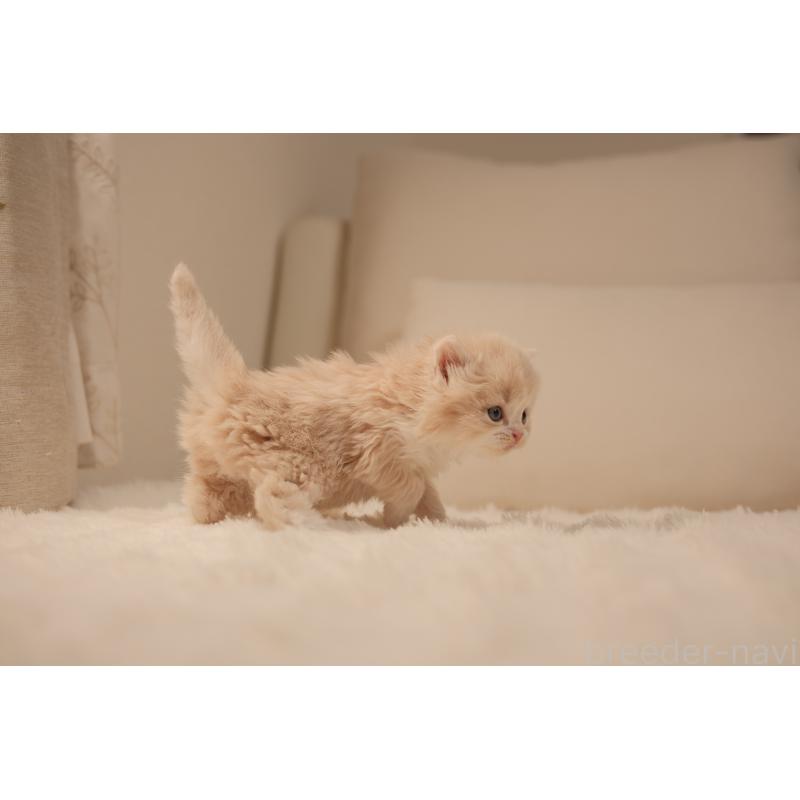 販売中の東京都のブリティッシュロングヘア-138367の8枚目