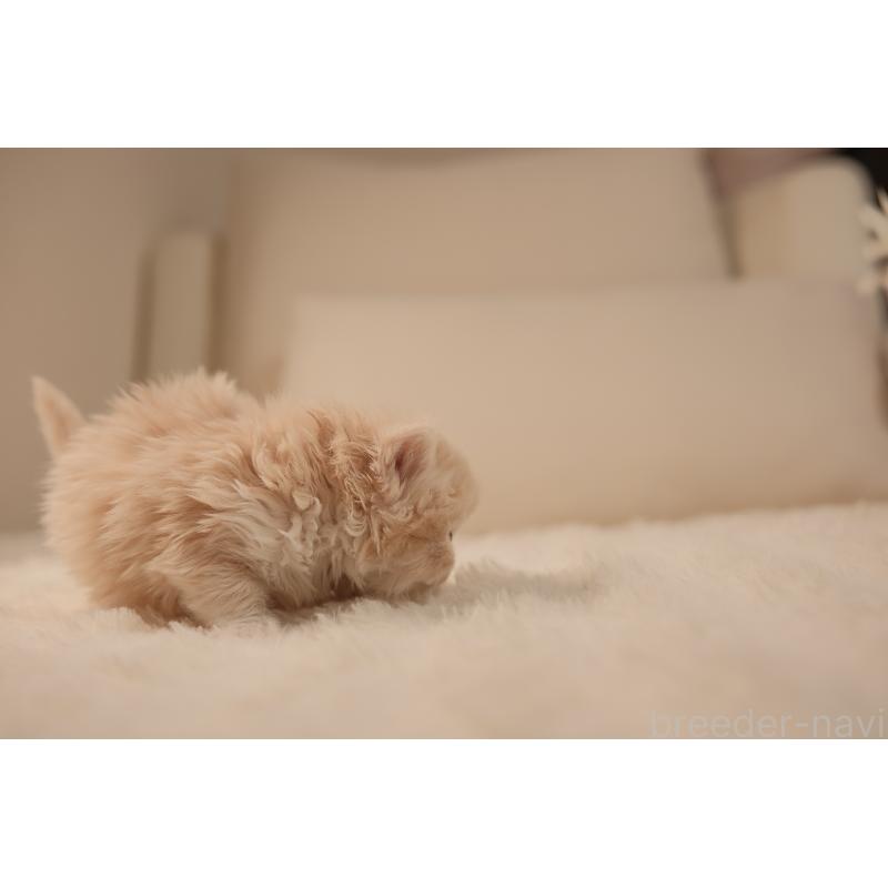 販売中の東京都のブリティッシュロングヘア-138367の7枚目