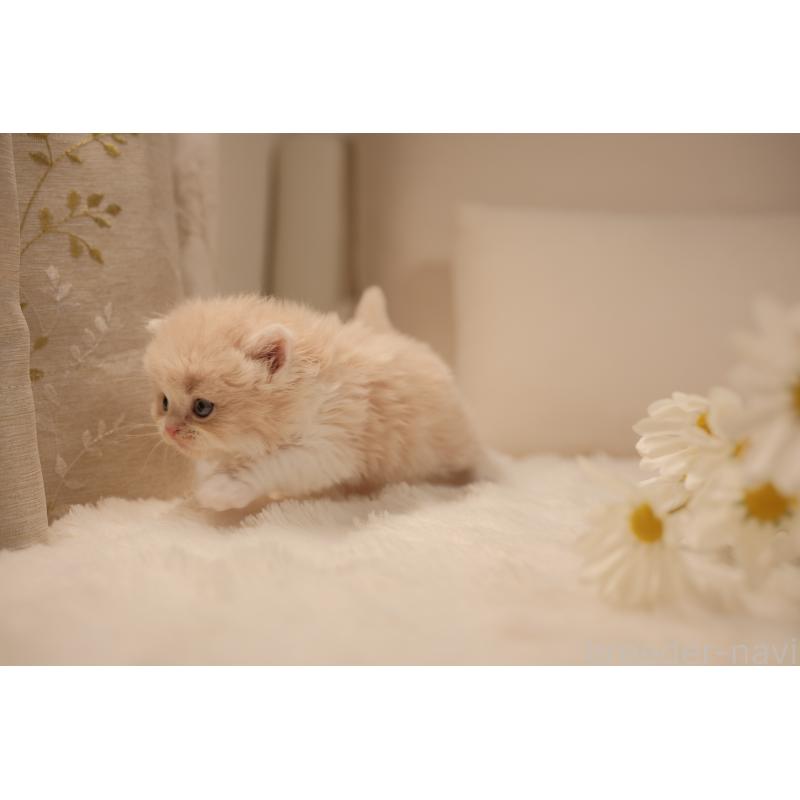 販売中の東京都のブリティッシュロングヘア-138367の6枚目