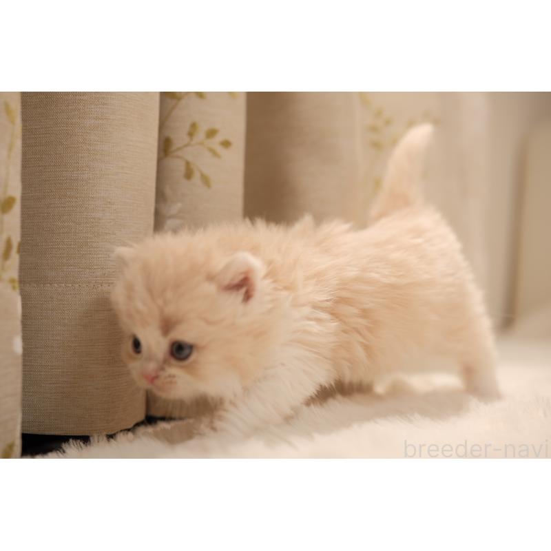 販売中の東京都のブリティッシュロングヘア-138367の5枚目