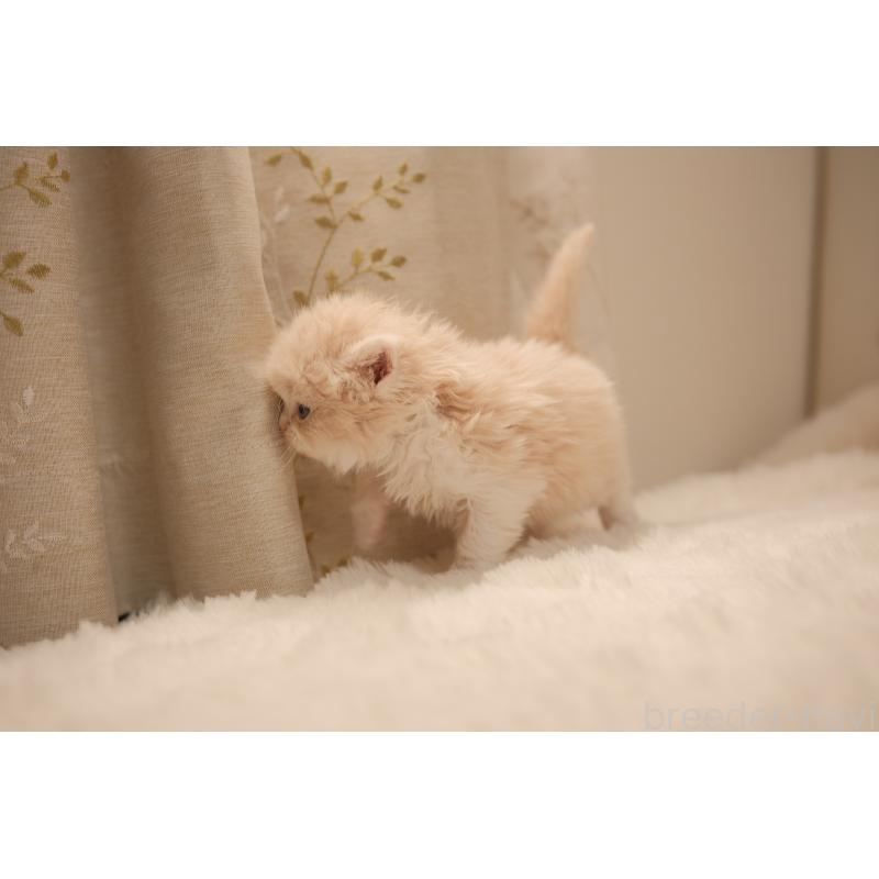 販売中の東京都のブリティッシュロングヘア-138367の4枚目