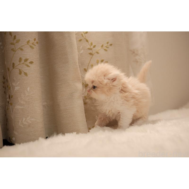 販売中の東京都のブリティッシュロングヘア-138367の3枚目