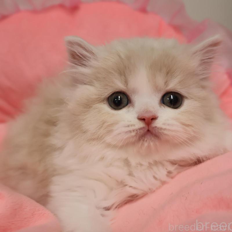 販売中の東京都のスコティッシュフォールド-138982