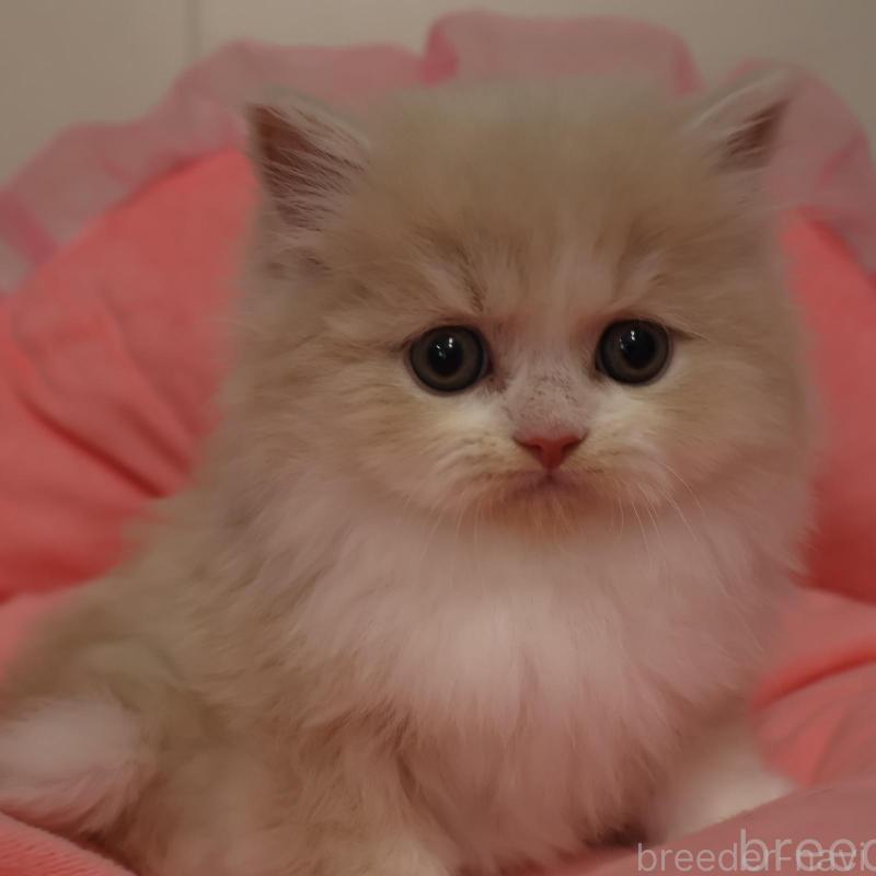 販売中の東京都のスコティッシュフォールド-138983の1枚目