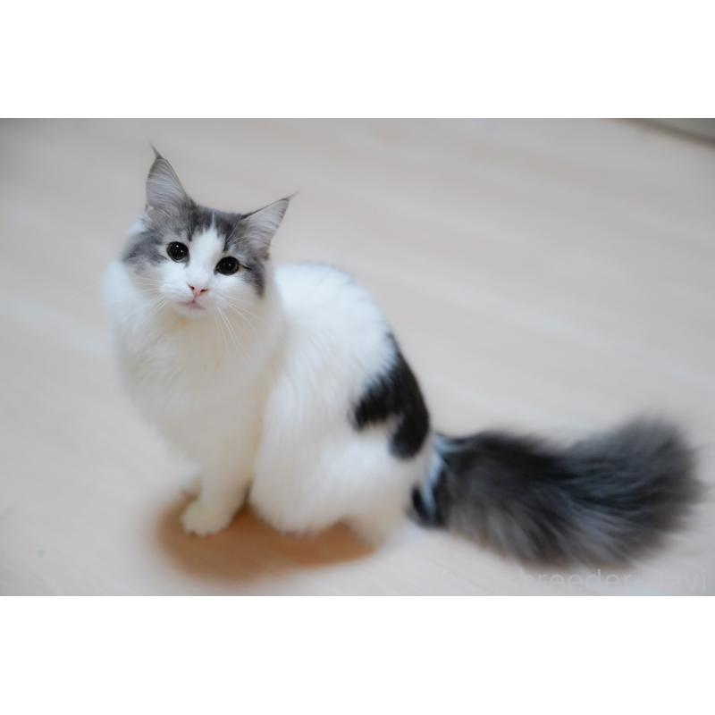 販売中の愛知県のノルウェージャンフォレストキャット-138985の5枚目