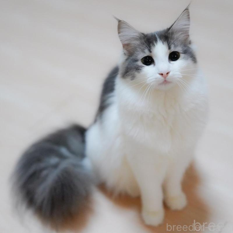 販売中の愛知県のノルウェージャンフォレストキャット-138985の4枚目