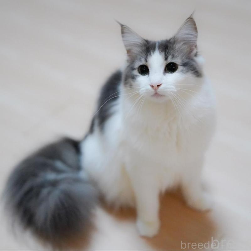 販売中の愛知県のノルウェージャンフォレストキャット-138985の3枚目