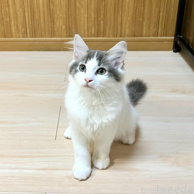 販売中の愛知県のノルウェージャンフォレストキャット-138985の2枚目