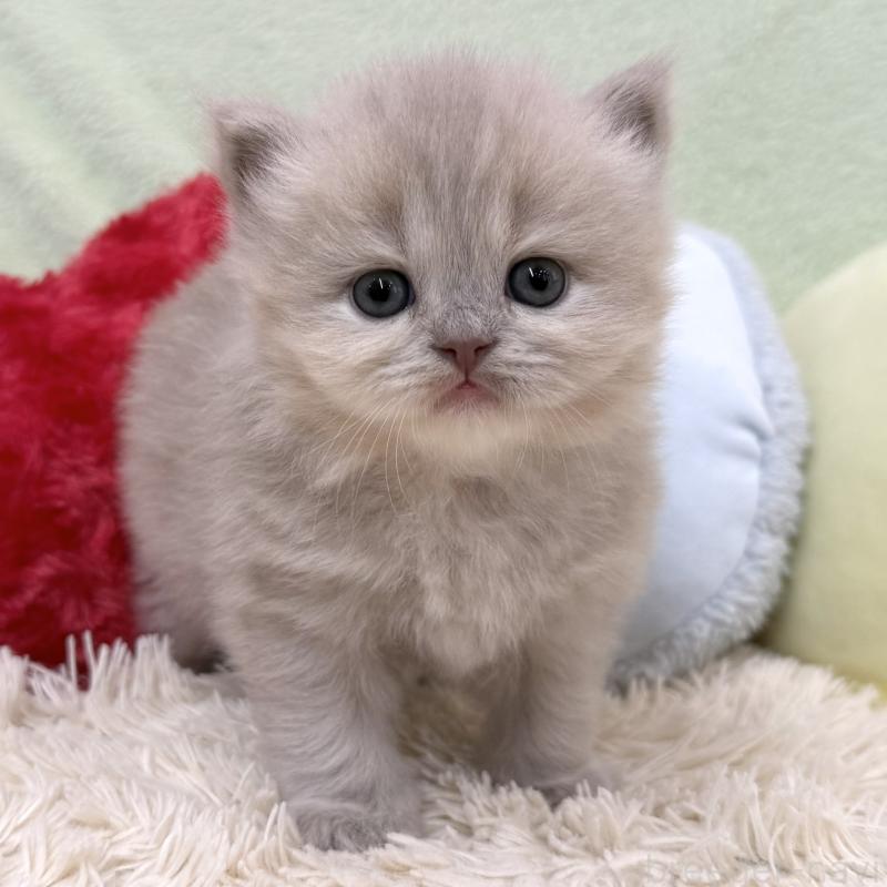 販売中の大阪府のブリティッシュロングヘア-138984の6枚目