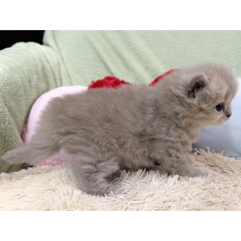 販売中の大阪府のブリティッシュロングヘア-138984の5枚目