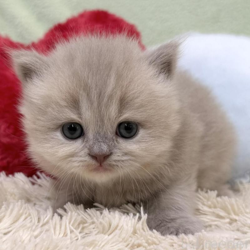 販売中の大阪府のブリティッシュロングヘア-138984の3枚目