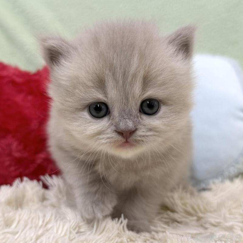 販売中の大阪府のブリティッシュロングヘア-138984の2枚目