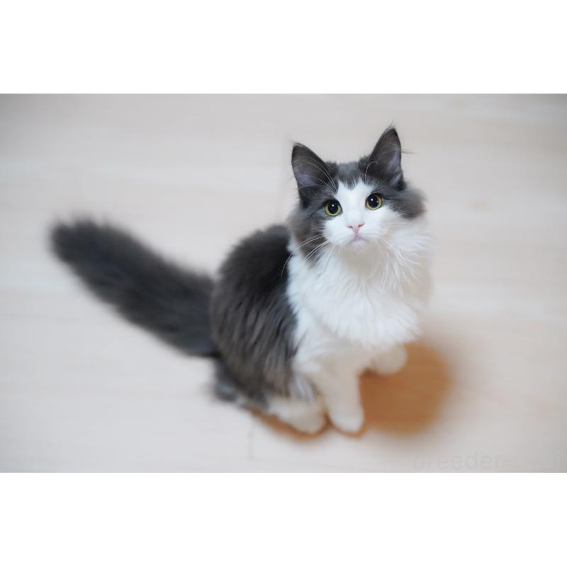 販売中の愛知県のノルウェージャンフォレストキャット-138986の8枚目