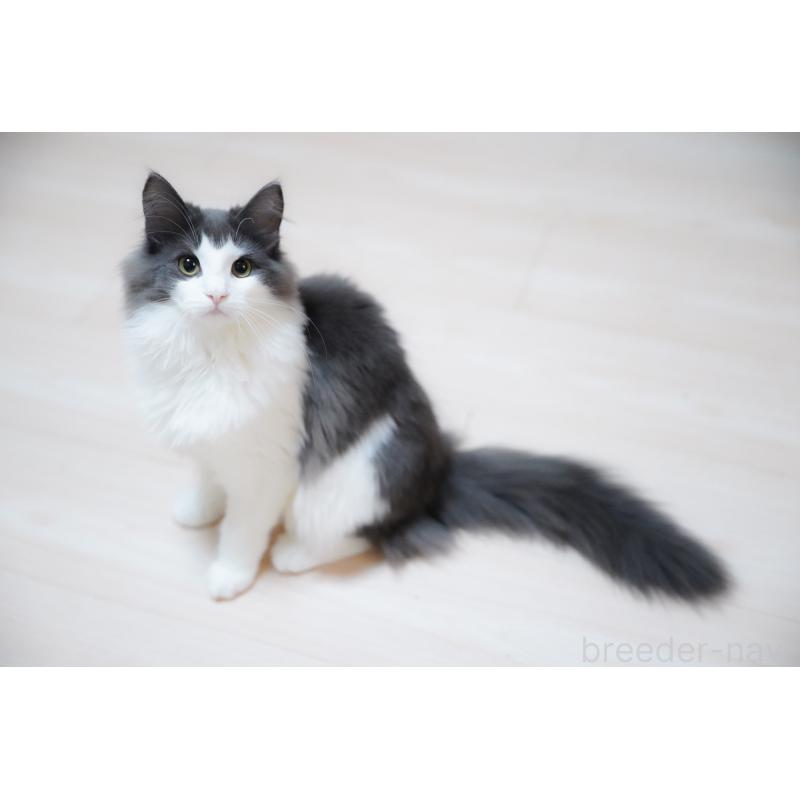 販売中の愛知県のノルウェージャンフォレストキャット-138986の7枚目