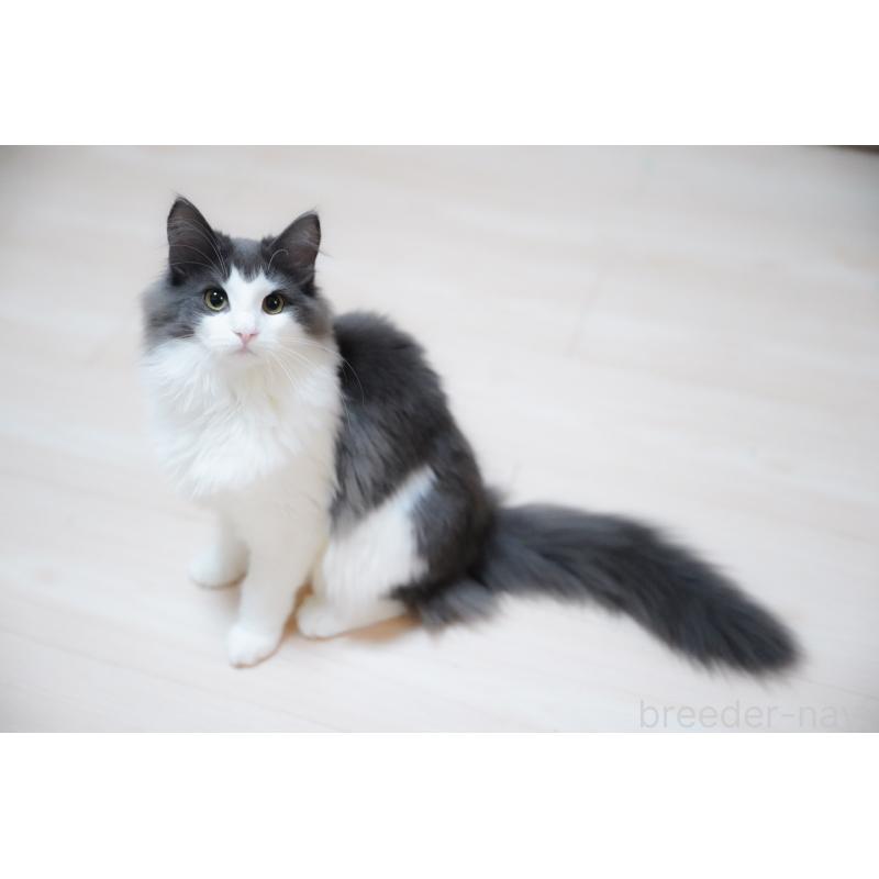 販売中の愛知県のノルウェージャンフォレストキャット-138986の6枚目