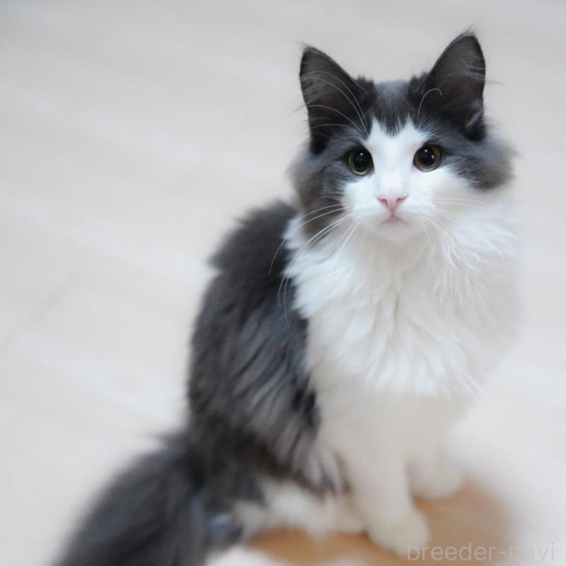 販売中の愛知県のノルウェージャンフォレストキャット-138986の5枚目