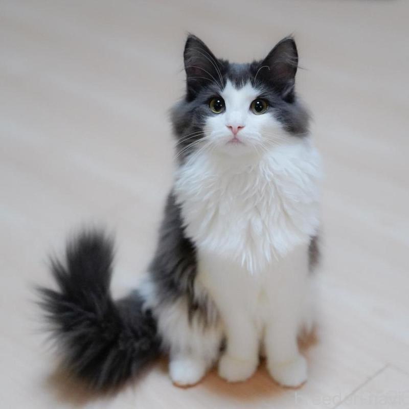 販売中の愛知県のノルウェージャンフォレストキャット-138986の1枚目