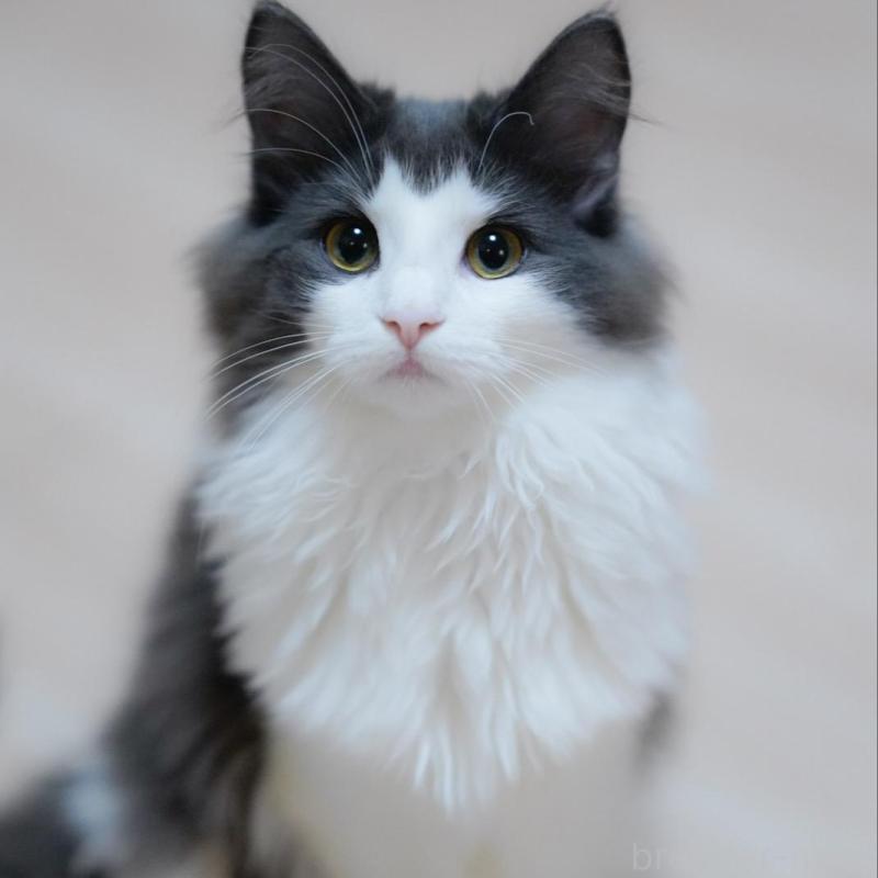 販売中の愛知県のノルウェージャンフォレストキャット-138986の3枚目