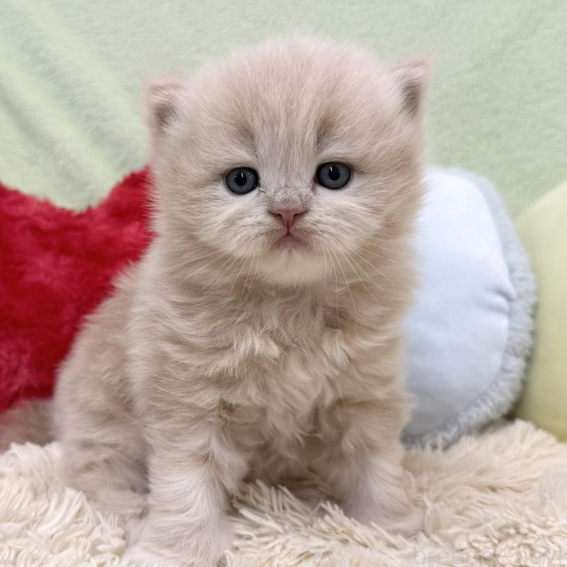 販売中の大阪府のブリティッシュロングヘア-138987の6枚目